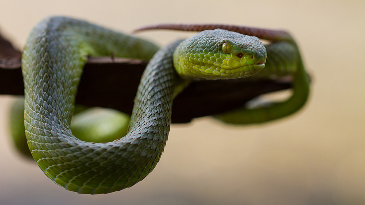 A yellow-lipped green pit viper wraps around a tree limb in ​Thailand.