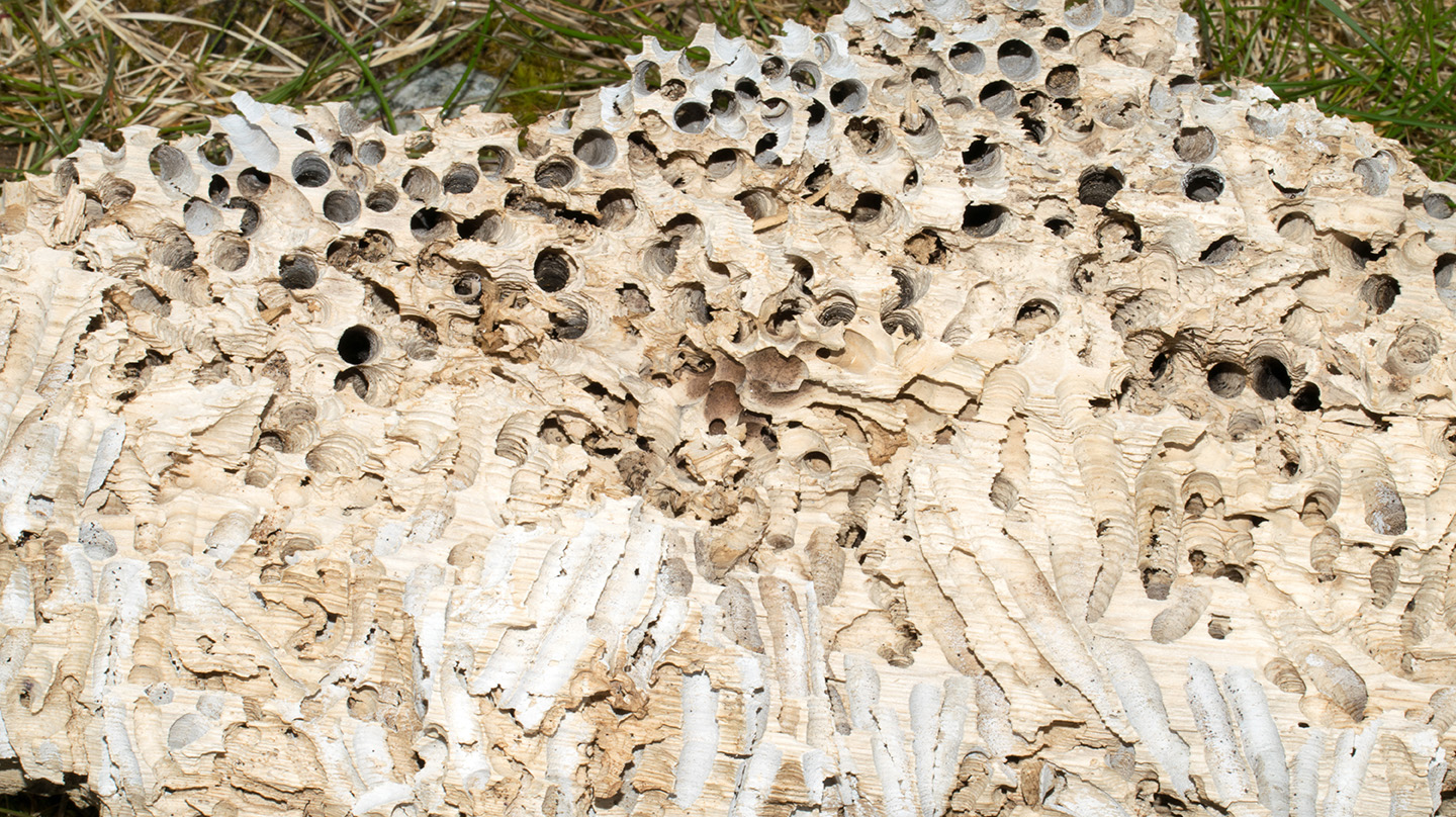 A piece of honeycombed driftwood, eaten by shipworms.