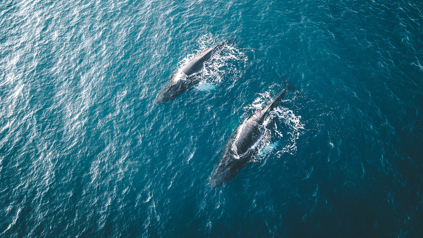 Two whales in the ocean (Credit: Bigstock)