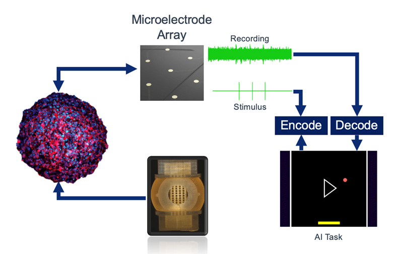 Brain organoids