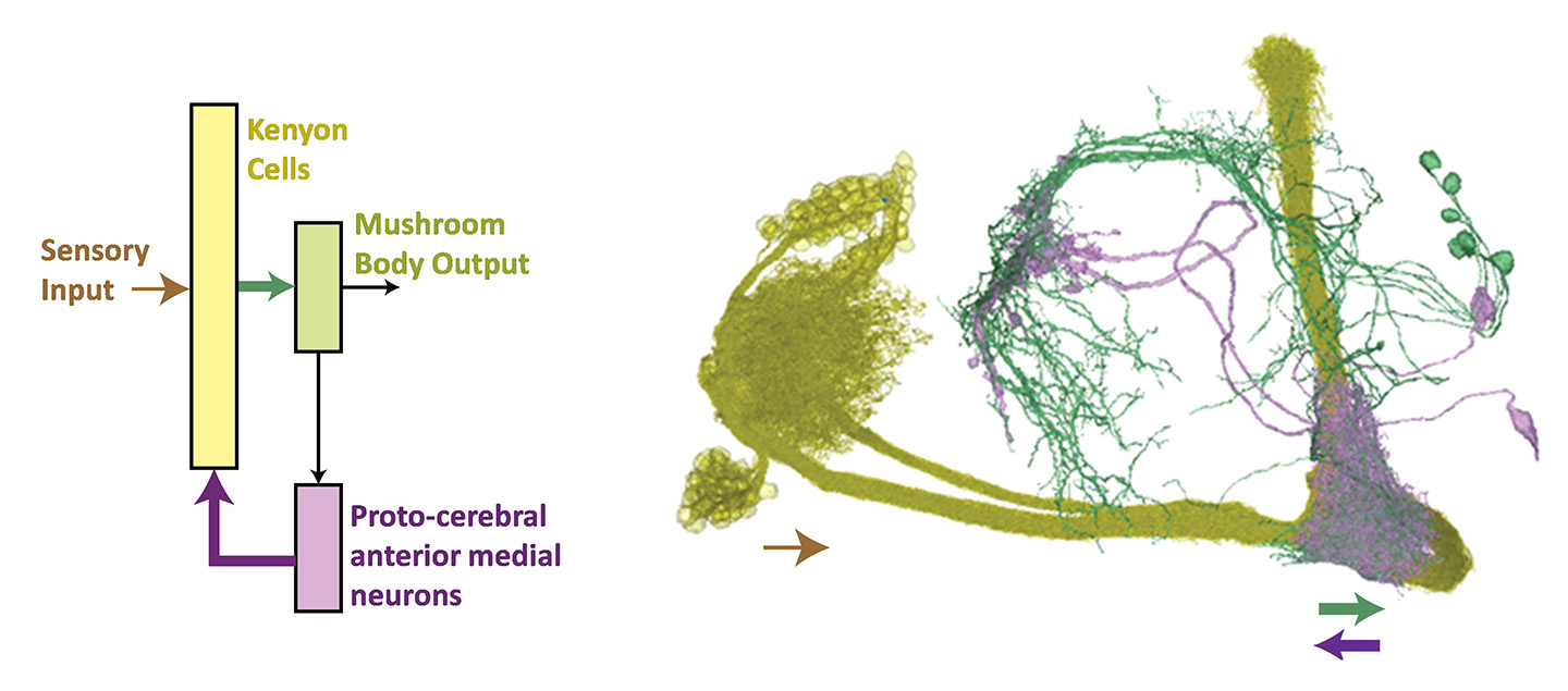 Continuous learning algorithm and connectomic data