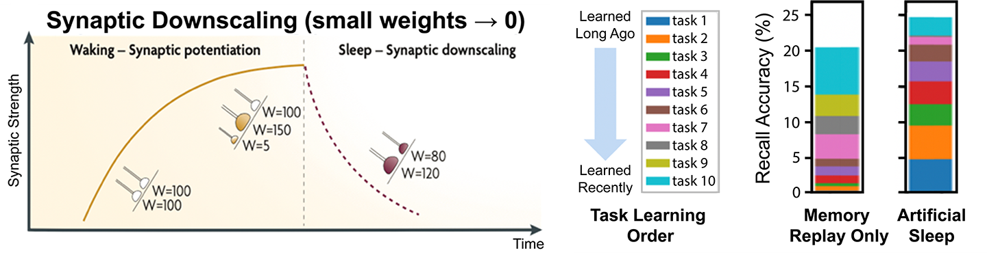 Synaptic downscaling