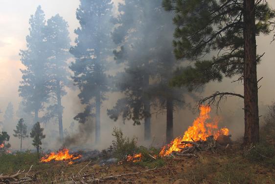 Forest fire (Credit: Bigstock)